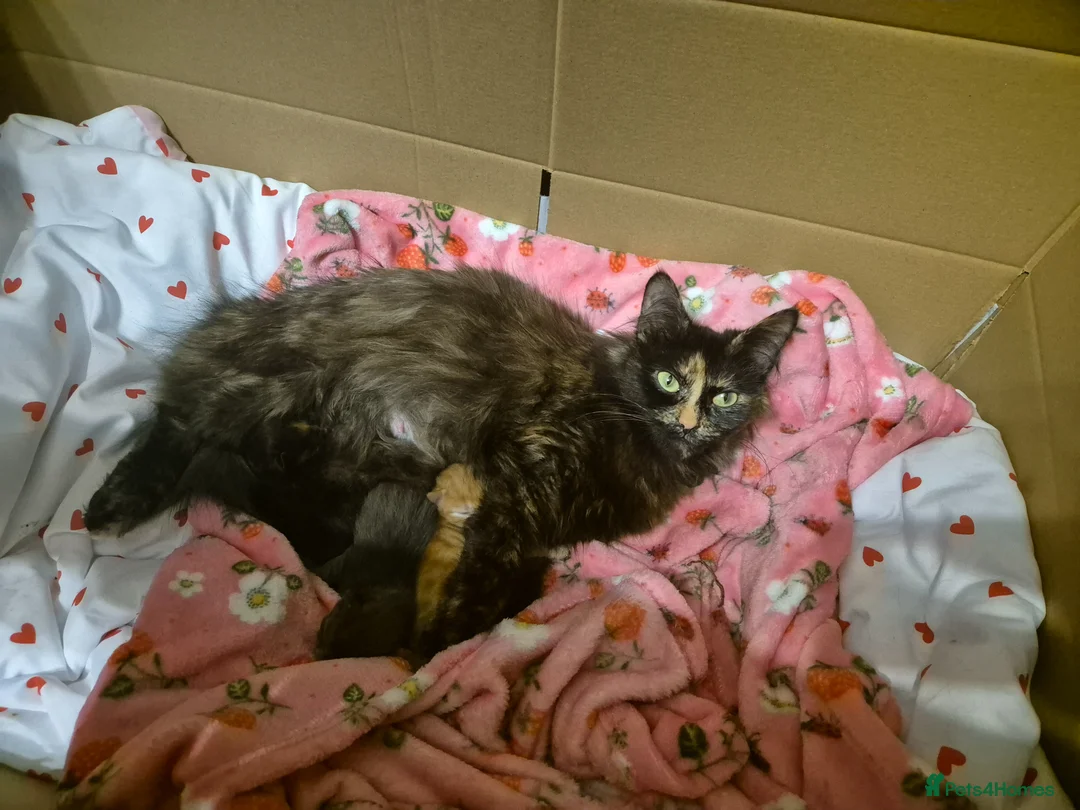 Mixed Breed cats for sale: 2 Kittens, one boy one girl in Rhyl - Advert 8