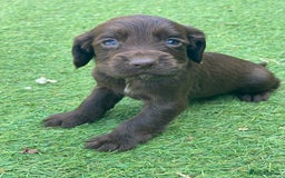 Cocker Spaniel dogs for sale: Health Tested Cocker Spaniel Pups - Image 4