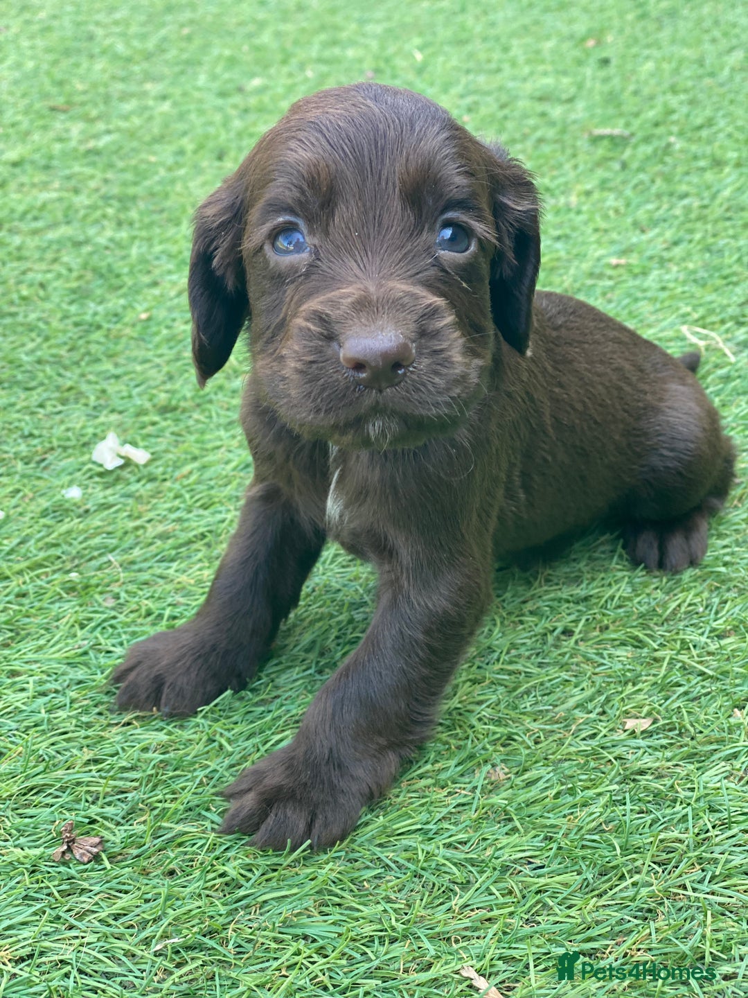 Cocker Spaniel dogs for sale: Health Tested Cocker Spaniel Pups - Image 4
