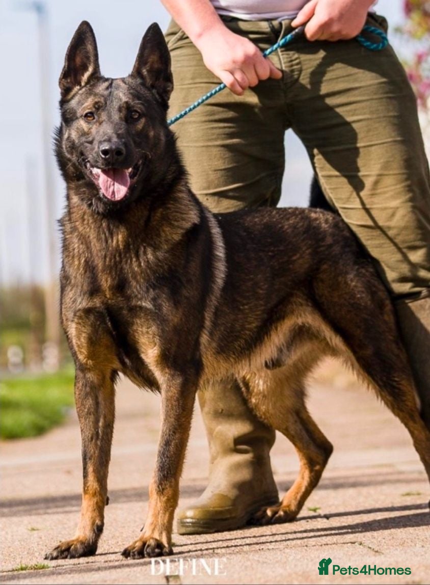 Belgian Shepherd Dog dogs The one and only Lampa K9 Django BRN 48012 - Advert 4