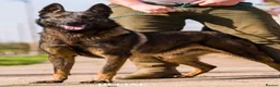 Belgian Shepherd Dog dogs for stud: The one and only Lampa K9 Django BRN 48012 - Advert 1
