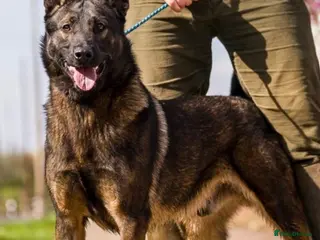 Belgian Shepherd Dog dogs The one and only Lampa K9 Django BRN 48012 - Advert 4