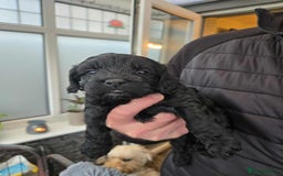 Cockapoo dogs for sale: Gorgeous F1 Cockapoo puppies  - Image 4