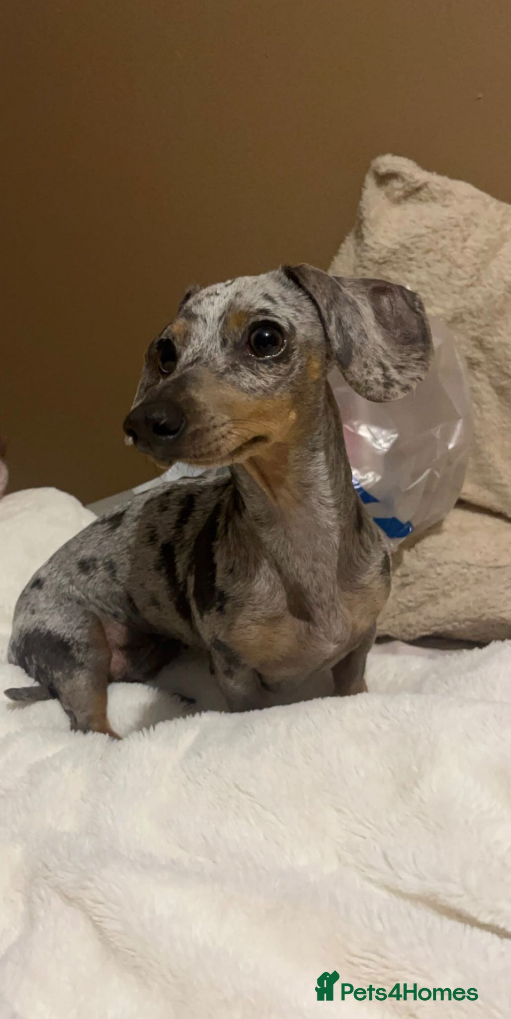 Miniature Dachshund dogs for sale: Beautiful miniature dachshund puppies  - Advert 1
