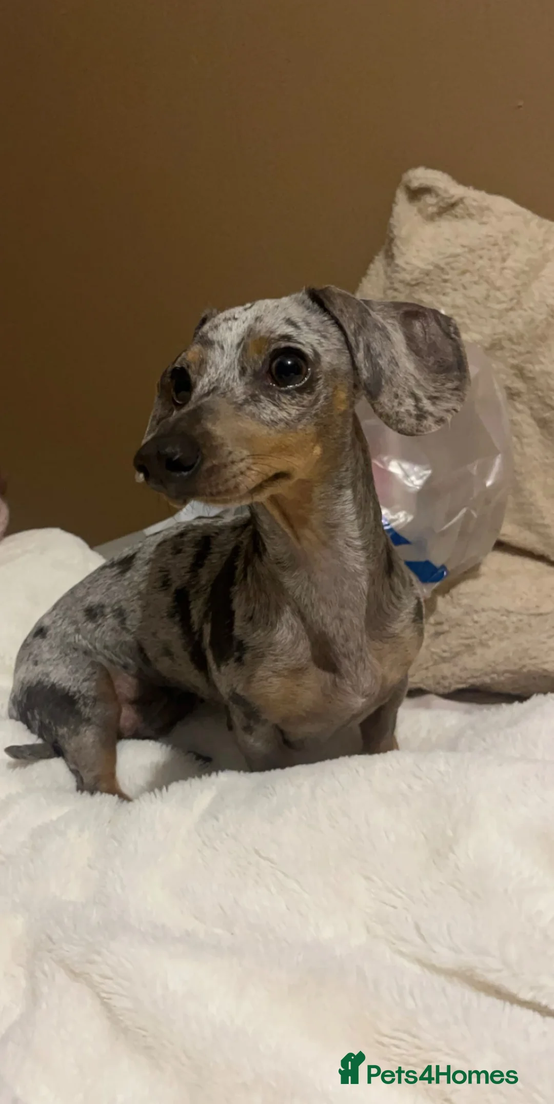 Miniature Dachshund dogs for sale: Beautiful miniature dachshund puppies  in St. Neots - Advert 1