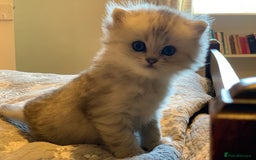 Persian cats for sale: Doll faced Persian kittens - Image 9