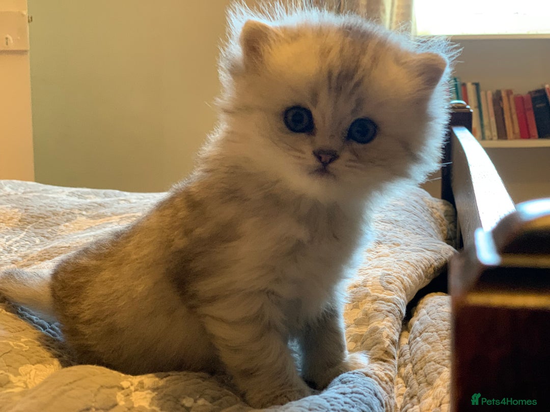Persian cats for sale: Doll faced Persian kittens - Image 9