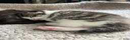 Mixed Breed cats for sale: 2 gorgeous kittens  - Advert 2