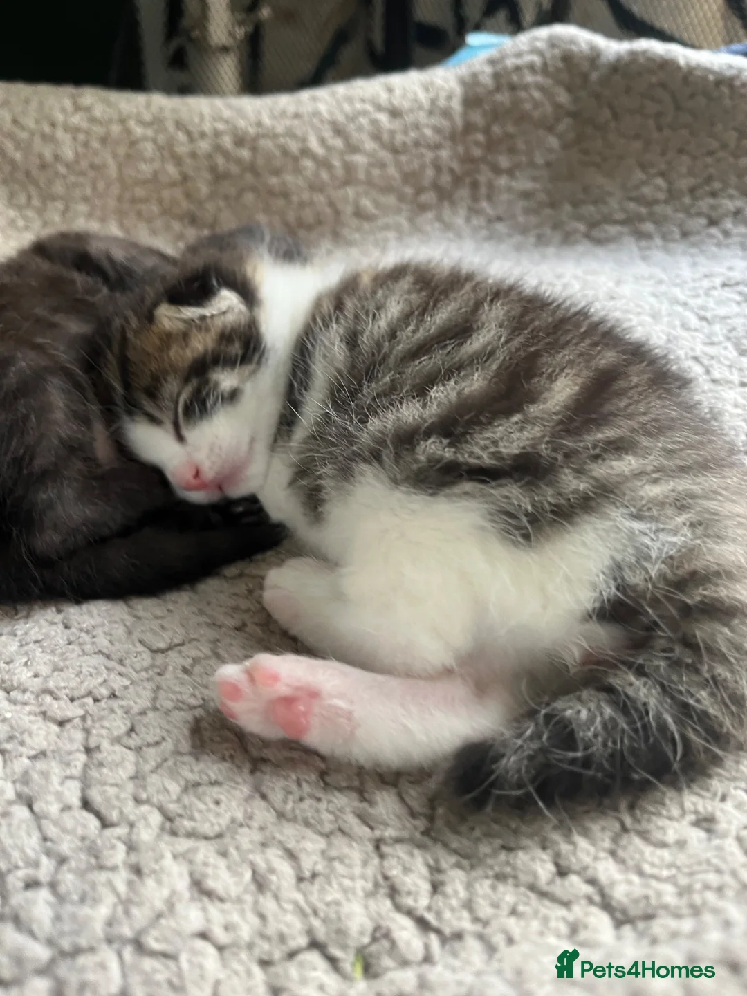Mixed Breed cats for sale: 2 gorgeous kittens  - Advert 2