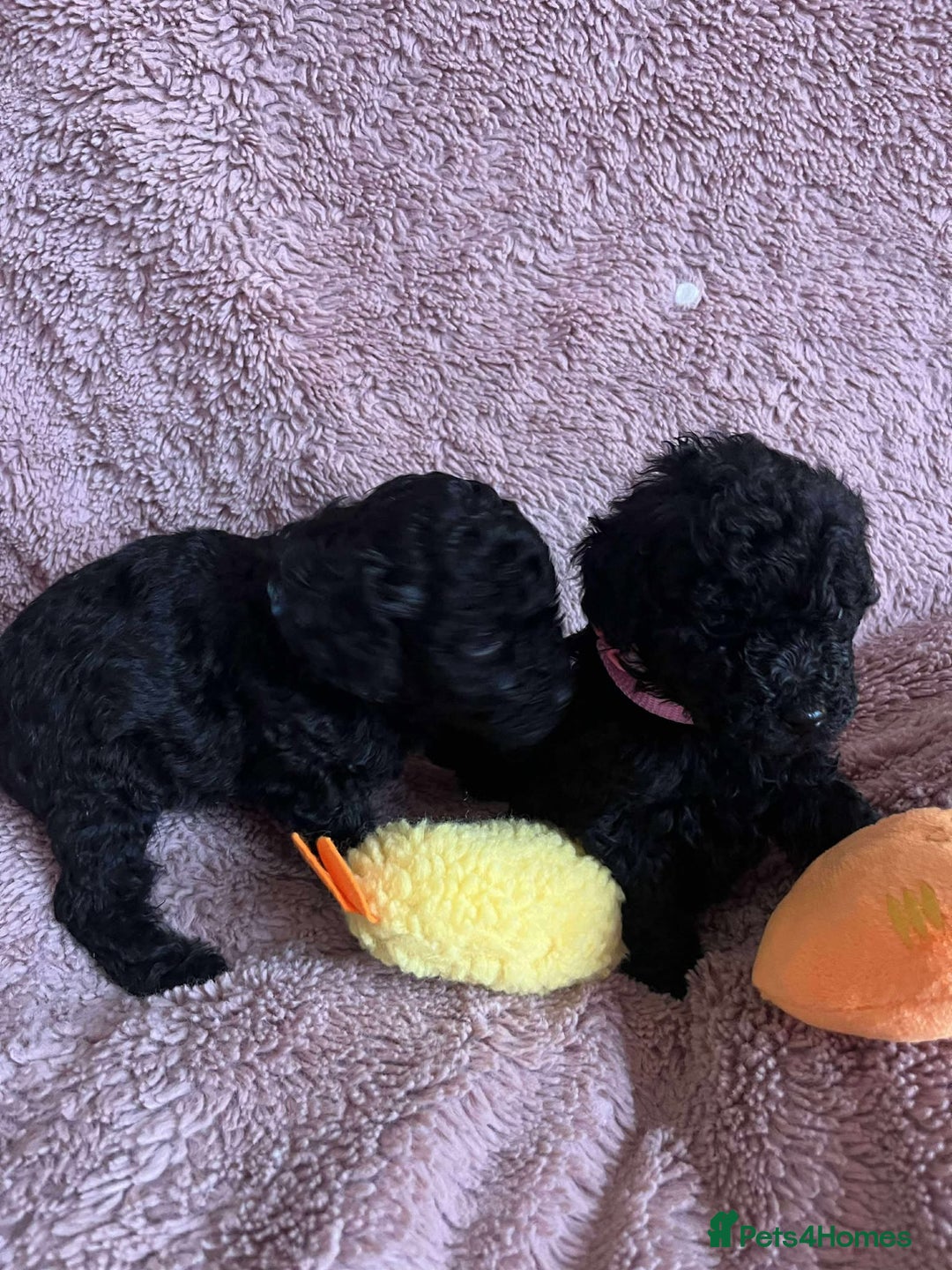 Miniature Poodle dogs for sale: Miniature Poodles!!! - Advert 28