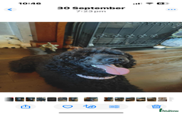 Mixed Breed dogs for sale: Shih poo  - Image 2