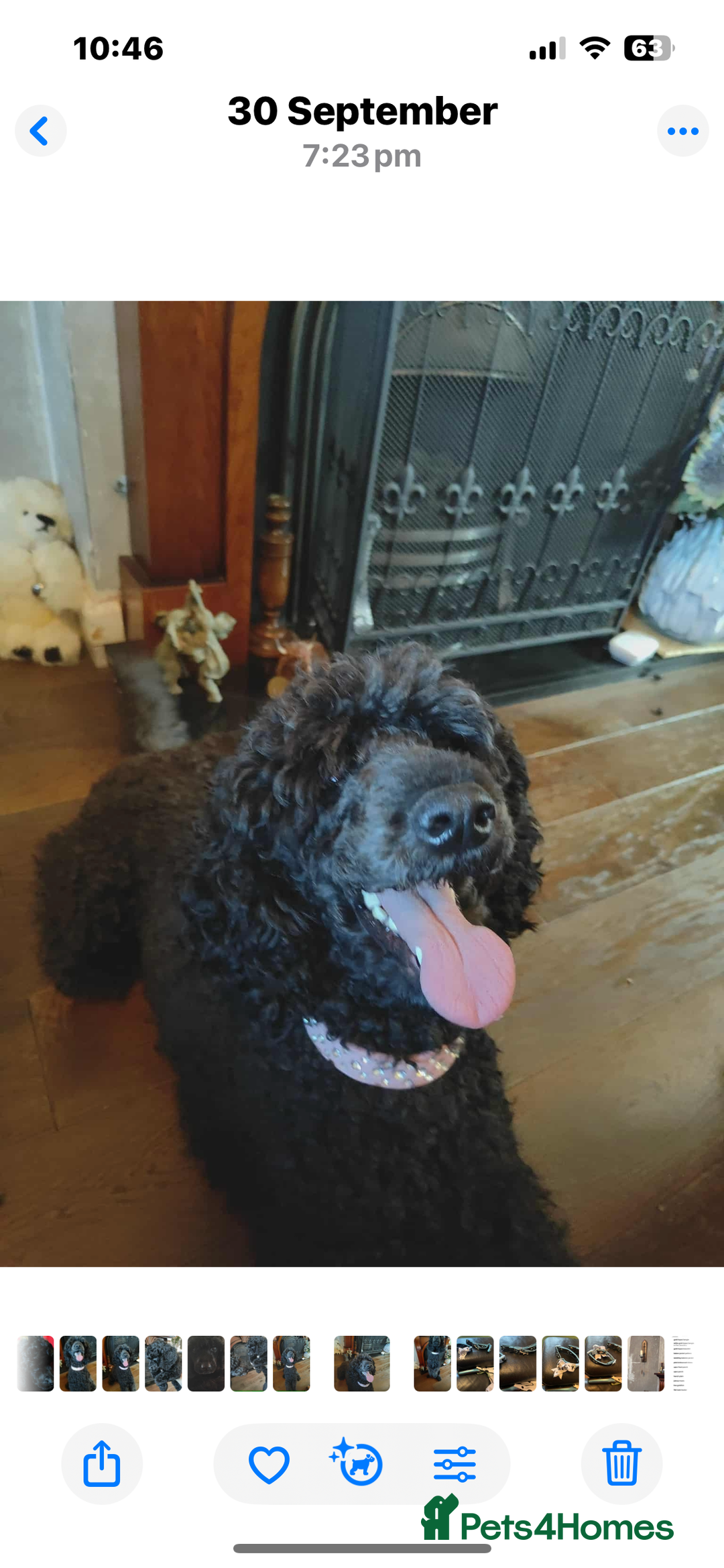 Mixed Breed dogs for sale: Shih poo  - Image 2