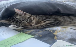 Bengal cats for sale: ✨ Loving Home Wanted for Beautiful Bengal-Tabby ✨ - Image 13