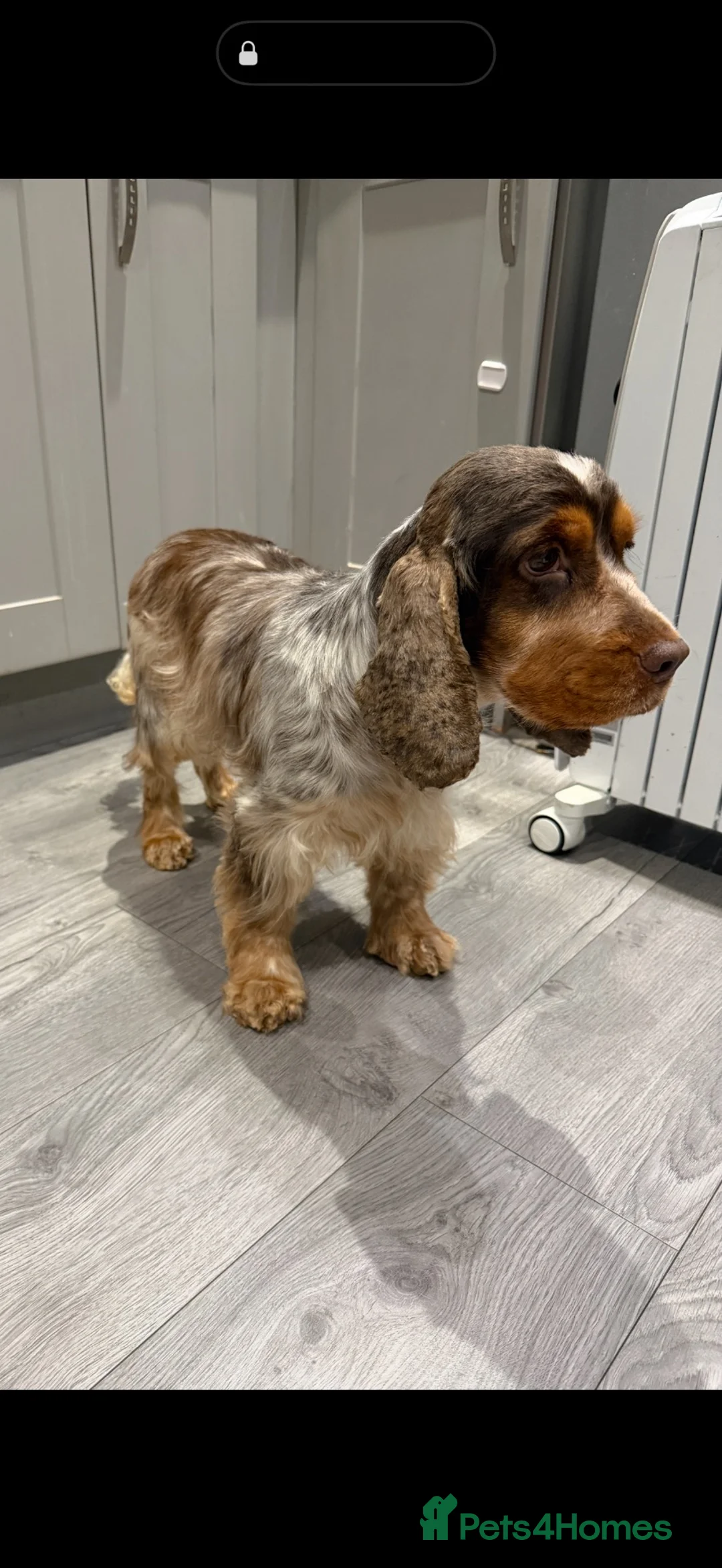 Cocker Spaniel dogs for sale: Our Beautiful 3-Year-Old Show Cocker Spaniel - Advert 2