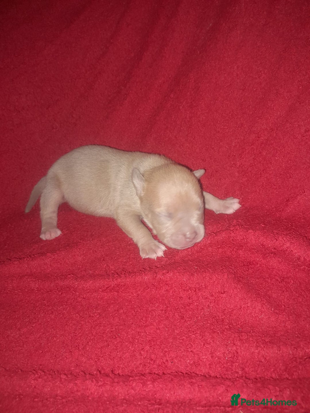 American Bully dogs for sale: American POCKET Bully - Advert 13