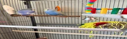 Budgerigars birds for sale: Beautiful pair of budgies  - Advert 1