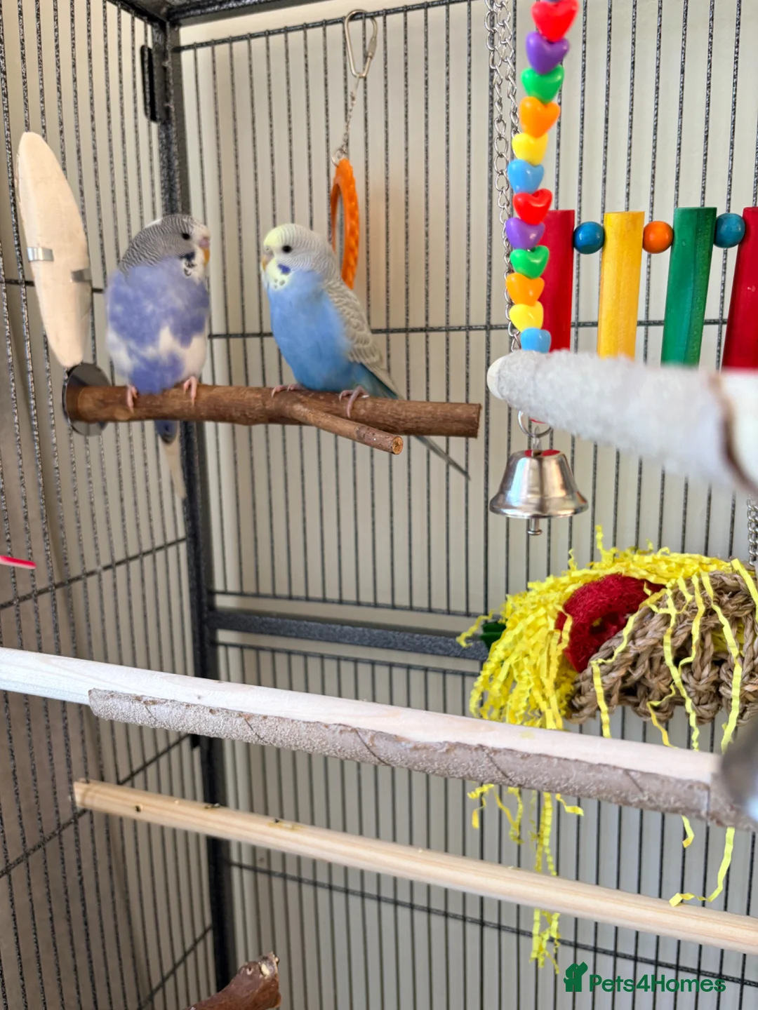 Budgerigars birds for sale: Beautiful pair of budgies  - Advert 1