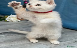 British Shorthair cats for sale: British shorthair golden, silver TICA - Image 21