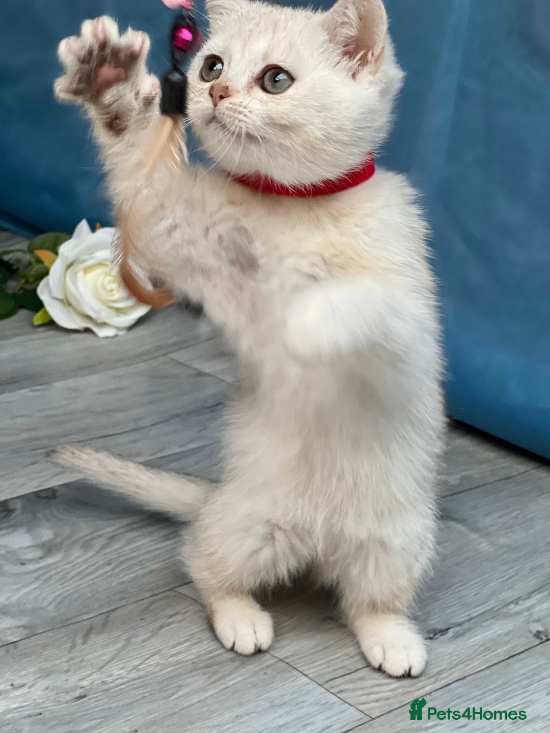 British Shorthair cats for sale: British shorthair golden, silver TICA - Image 21