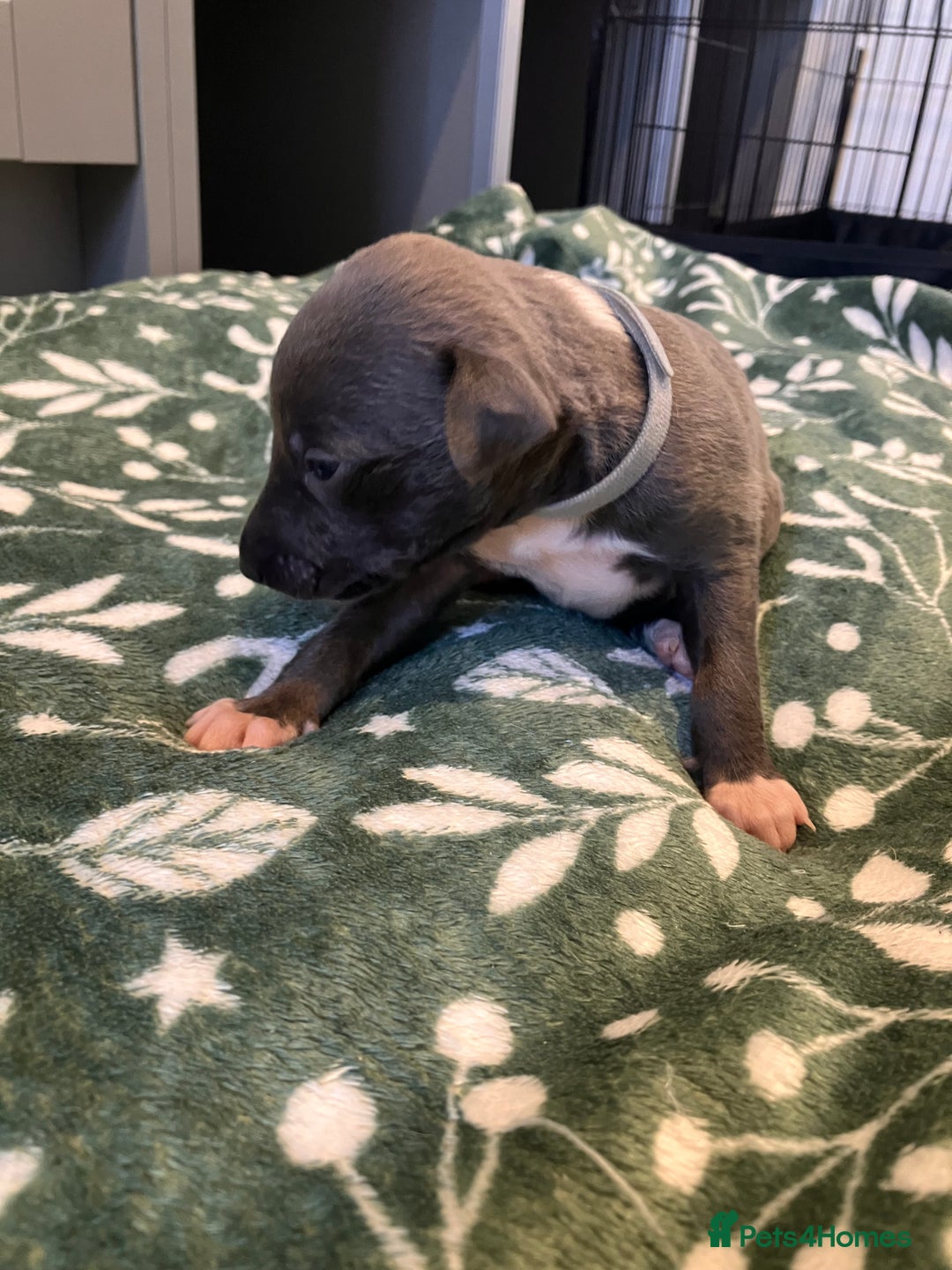 Whippet dogs for sale: Beautiful whippet puppies  - Advert 10