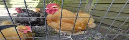 Chickens poultry for sale: Buff orpington cockeral for sale - Advert 1