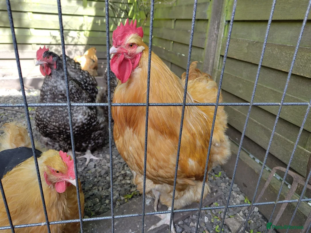 Chickens poultry for sale: Buff orpington cockeral for sale - Advert 1