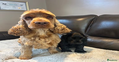 Cocker Spaniel dogs - Advert 10