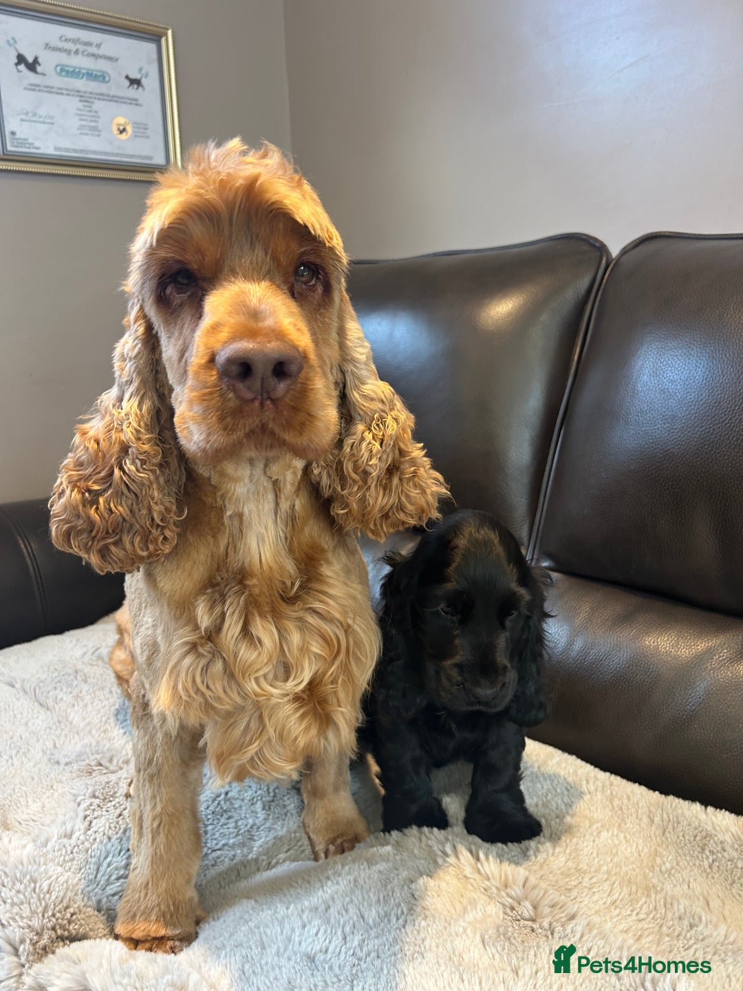 Cocker Spaniel dogs for sale: 🏅kc registered show type cocker puppy🏅 - Image 3