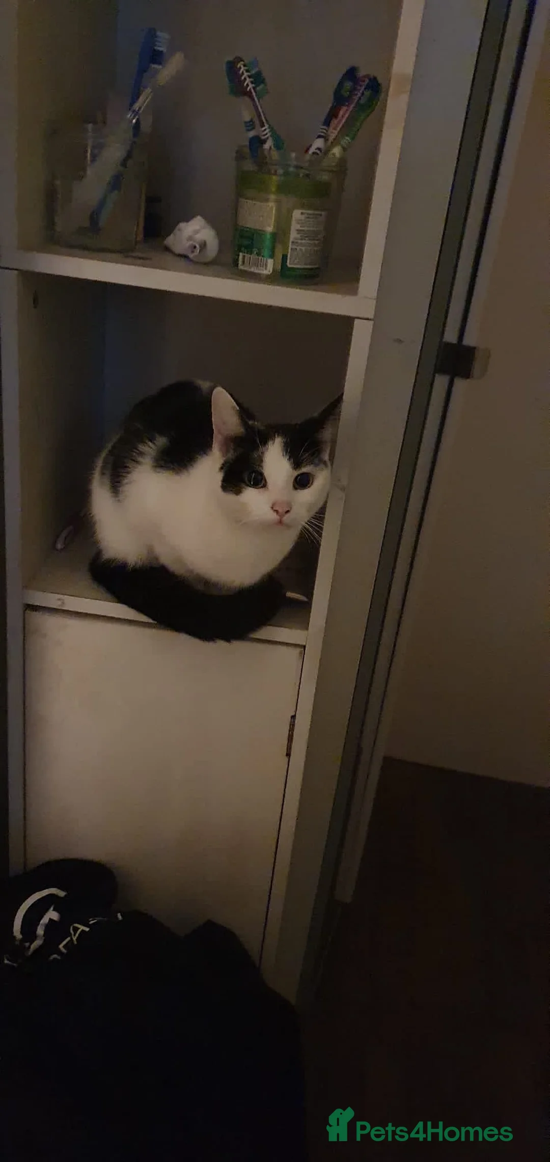 Mixed Breed cats for sale: 5 year old mixed black and white cat for sale  in Coventry - Advert 1
