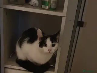 Mixed Breed cats 5 year old mixed black and white cat for sale in Coventry - Advert 1