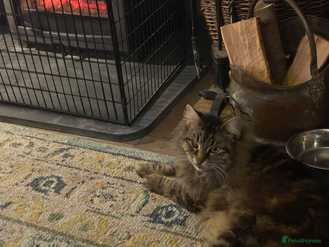 Domestic Shorthair cats for adoption: Beautiful caramel tabby looking for forever home  - Advert 3