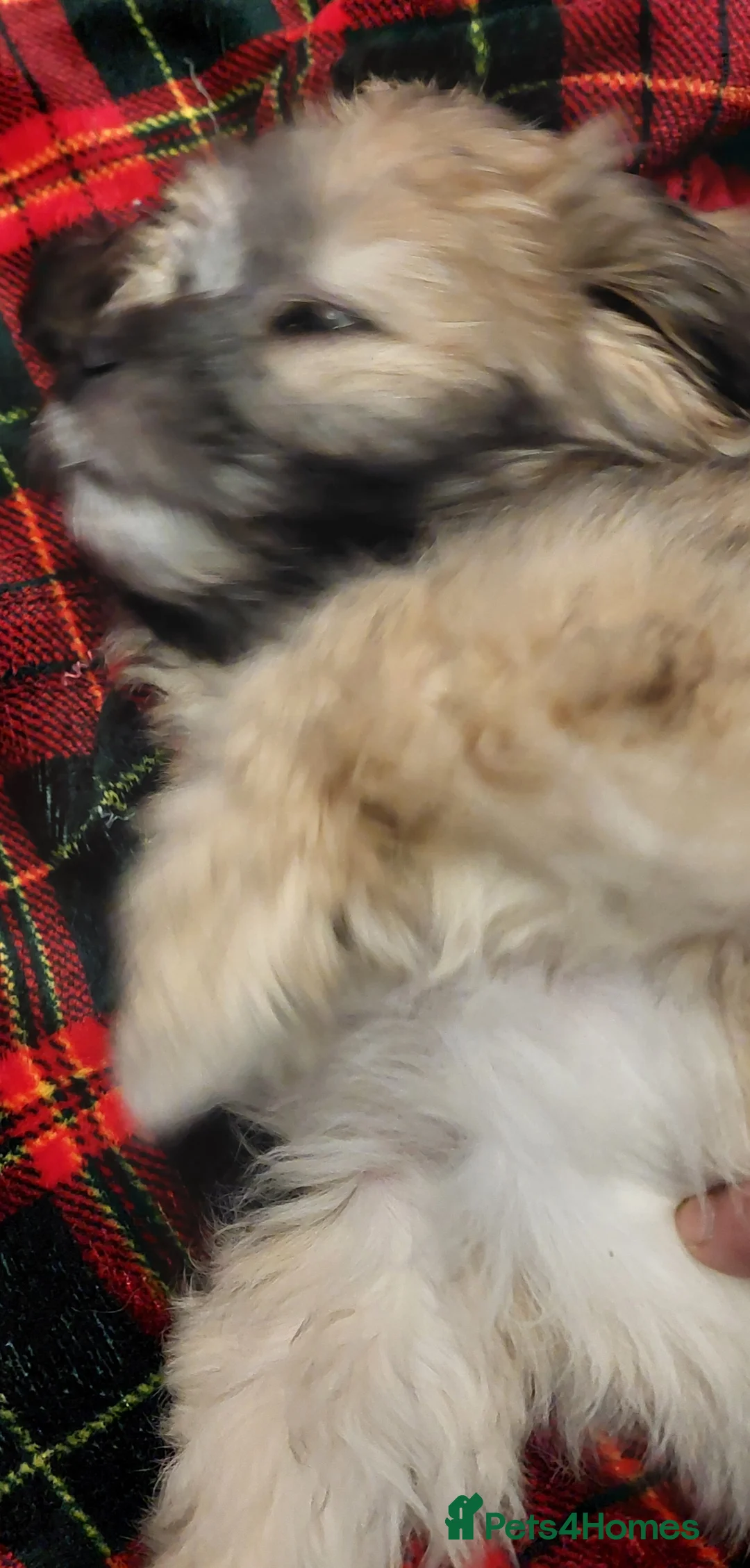 Lhasa Apso dogs for sale: KC REG LHASA APSO PUPS(1 boy left  pale blue) - Advert 23