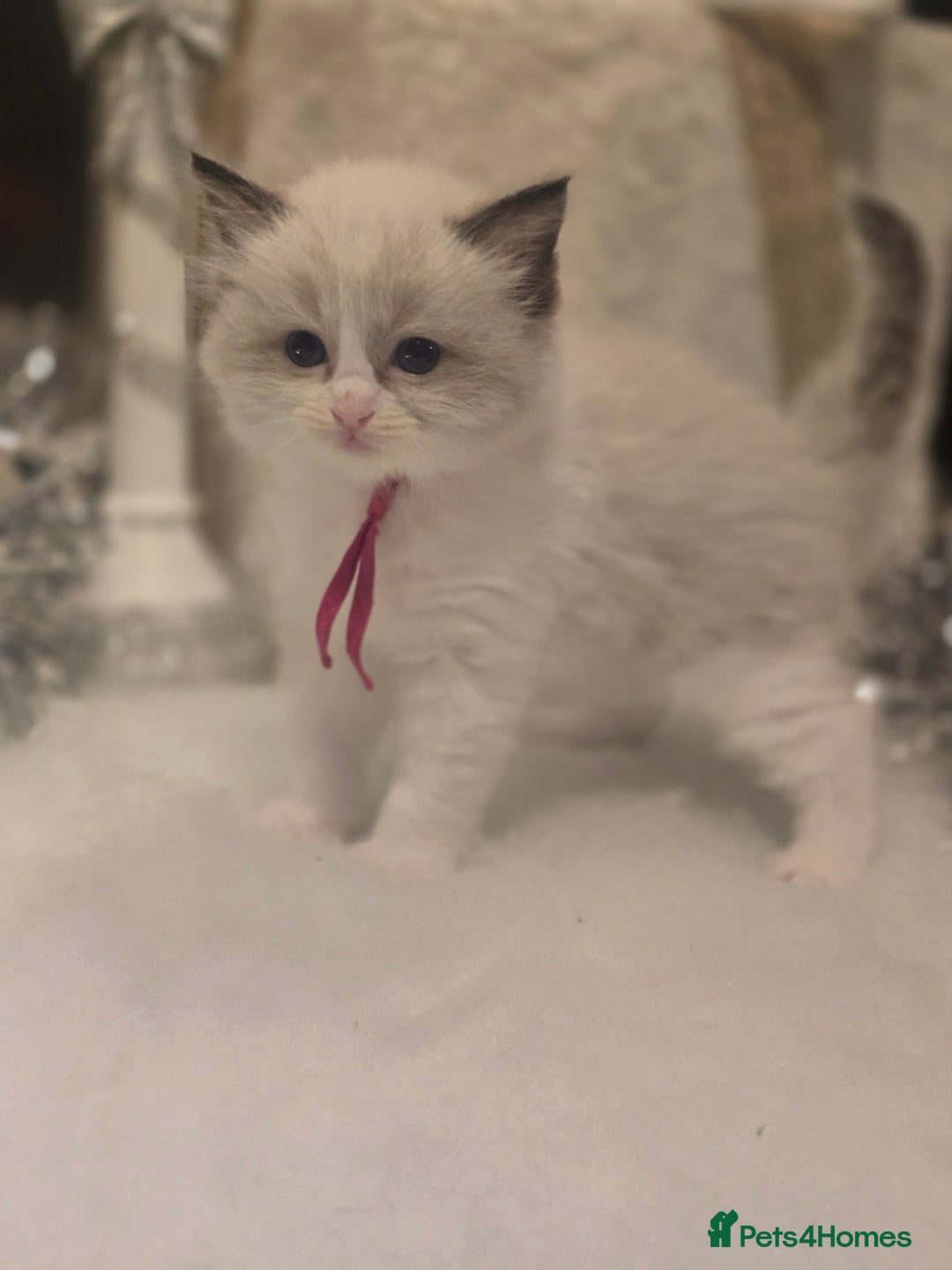 Ragdoll cats for sale: Precious GOOF Registered Ragdoll Kittens - 2 Girls - Advert 12