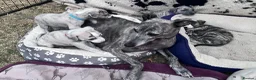 Whippet dogs for sale: Pedigree English Whippet Puppies  in Salisbury - Advert 6