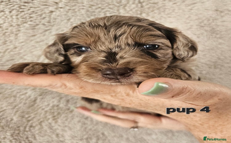 Cockapoo dogs - Advert 3