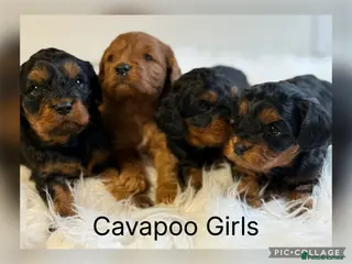 Cavapoo dogs Stunning F1 Cavapoo’s - Advert 3