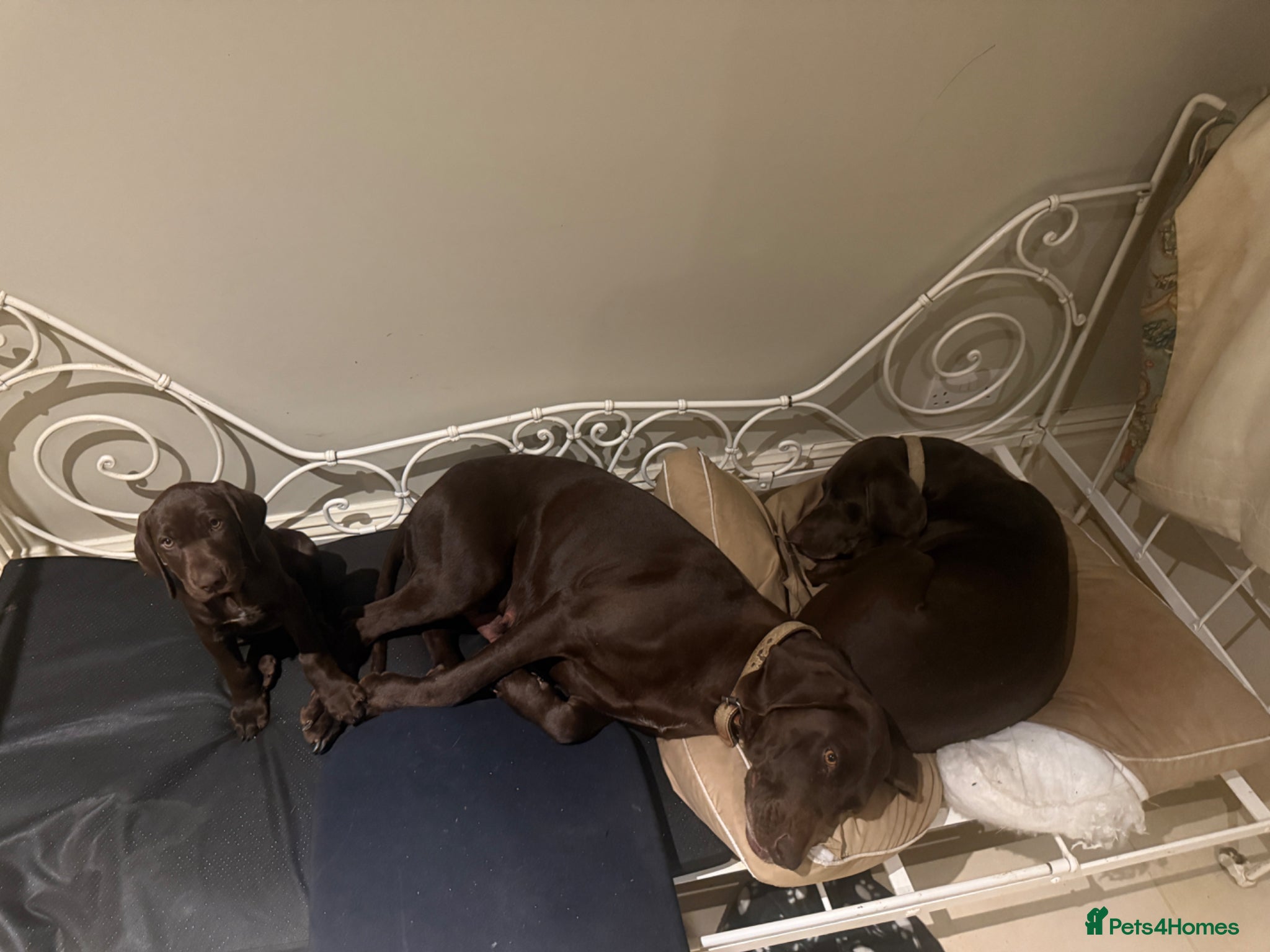 German Shorthaired Pointer dogs Litter of nine family raised GSPs  - Advert 2