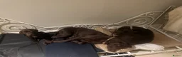 German Shorthaired Pointer dogs for sale: Litter of nine family raised GSPs  - Advert 2