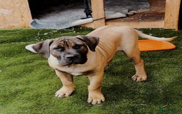 Presa Canario dogs for sale: Presa canario - Image 1