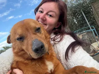 Mixed Breed dogs Eli - Norwich Norfolk - Advert 1