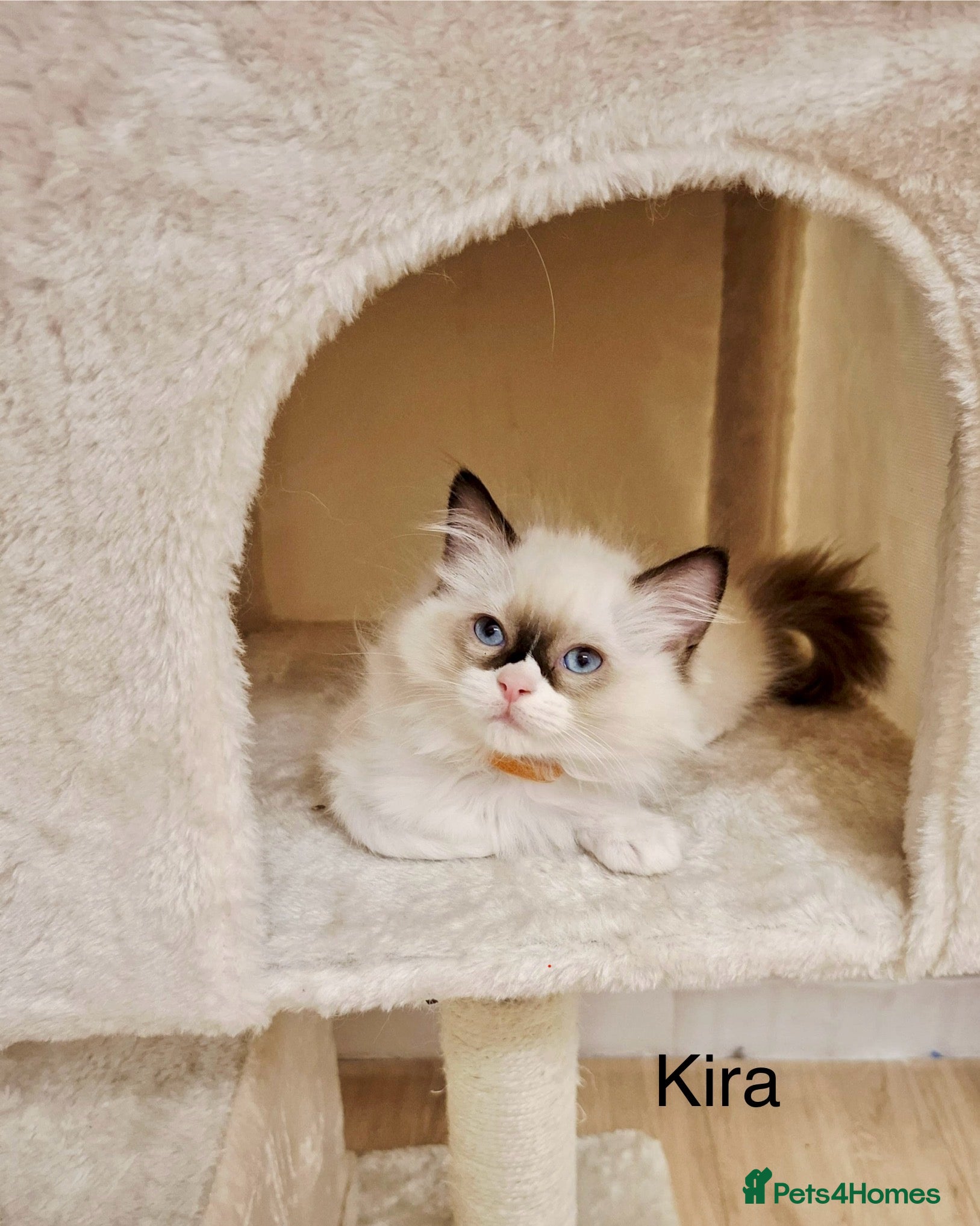Ragdoll cats Purebred Ragdoll Kittens - TICA - YORKSHIRE - Advert 2