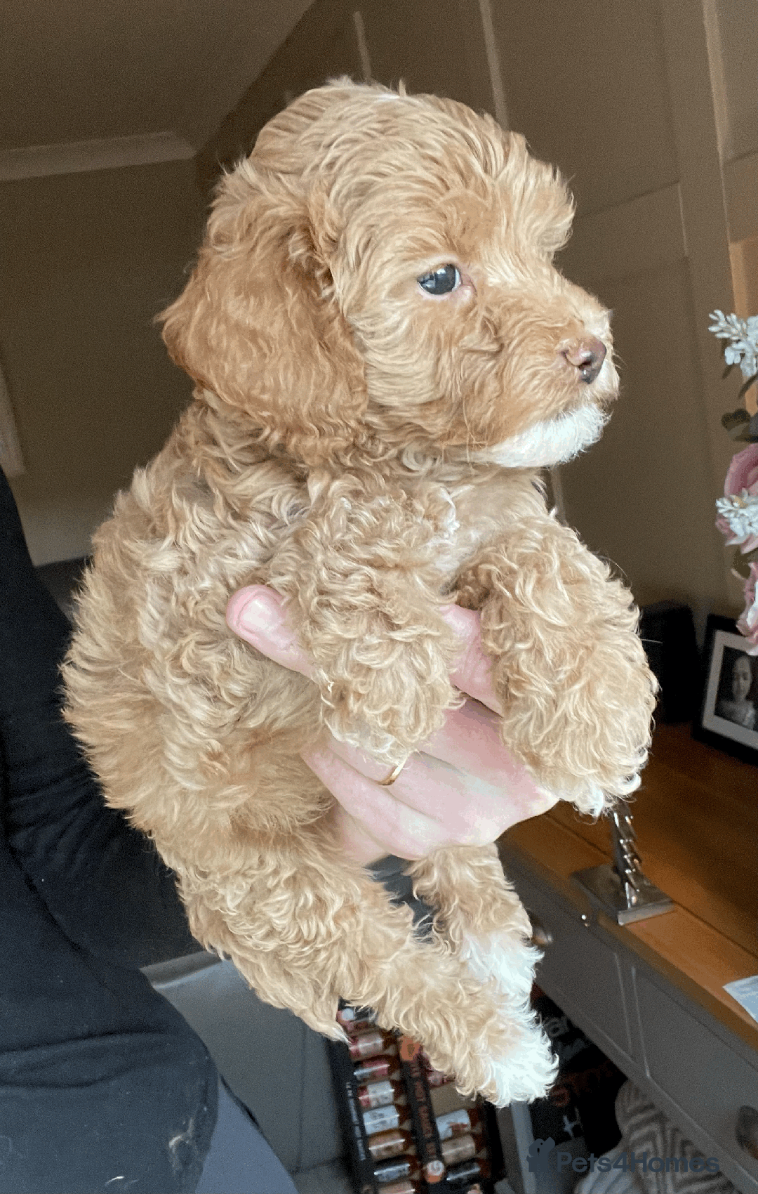 Cockapoo dogs for sale: F1b TOY COCKAPOO PUPS - DNA Health Tested!! - Advert 19