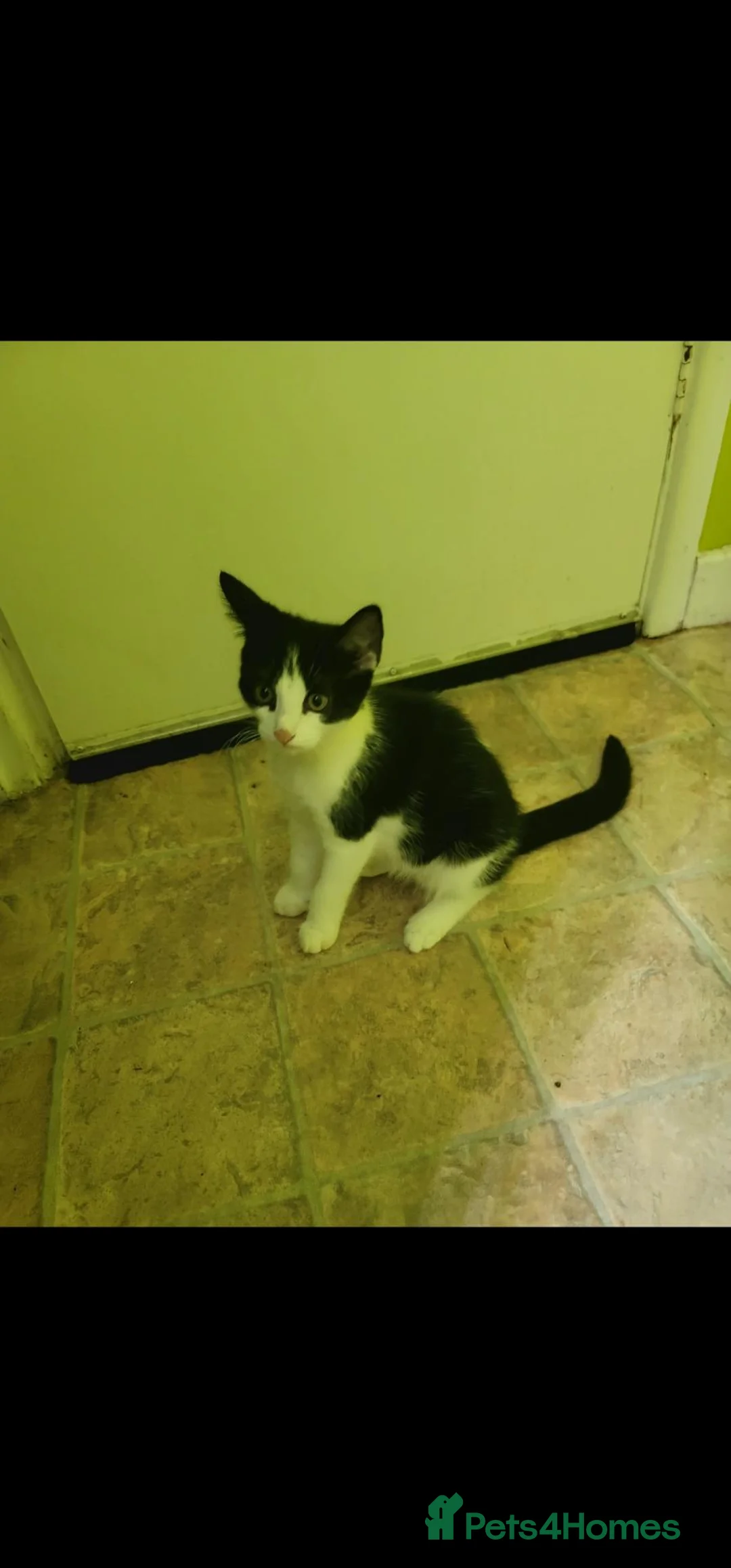 Mixed Breed cats for sale: Kitten wait for new home in Peterborough - Advert 3
