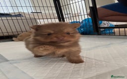 Pomeranian dogs for sale: Exotic color, mini Pomeranians  - Image 18
