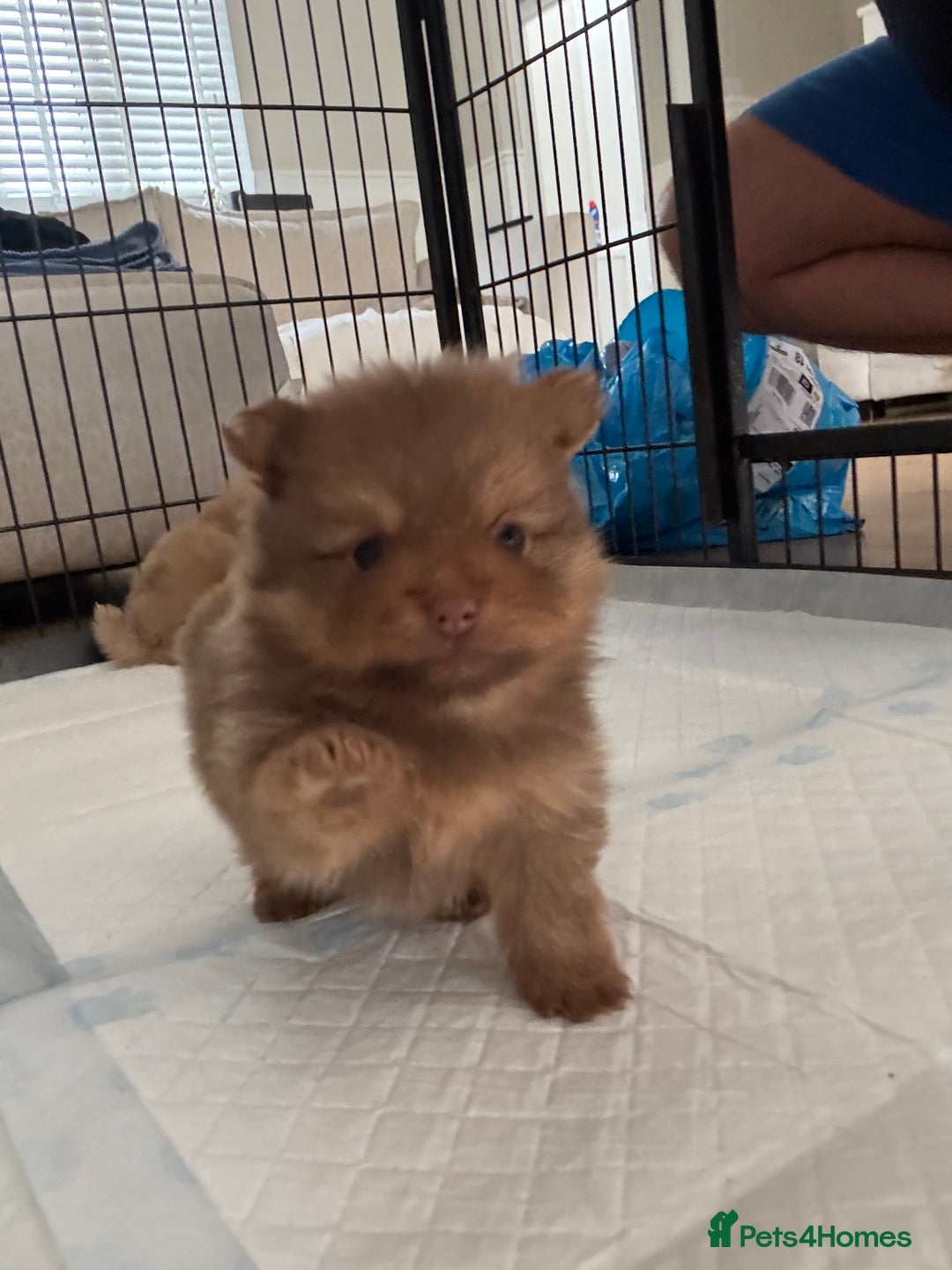 Pomeranian dogs for sale: Exotic color, mini Pomeranians  - Image 18