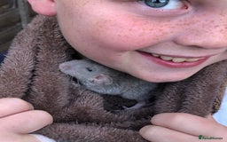 Rat rodents for sale: Female rats  - Image 7