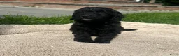 Cockapoo dogs for sale: F1 cockerpoo puppies  in Sittingbourne - Advert 10