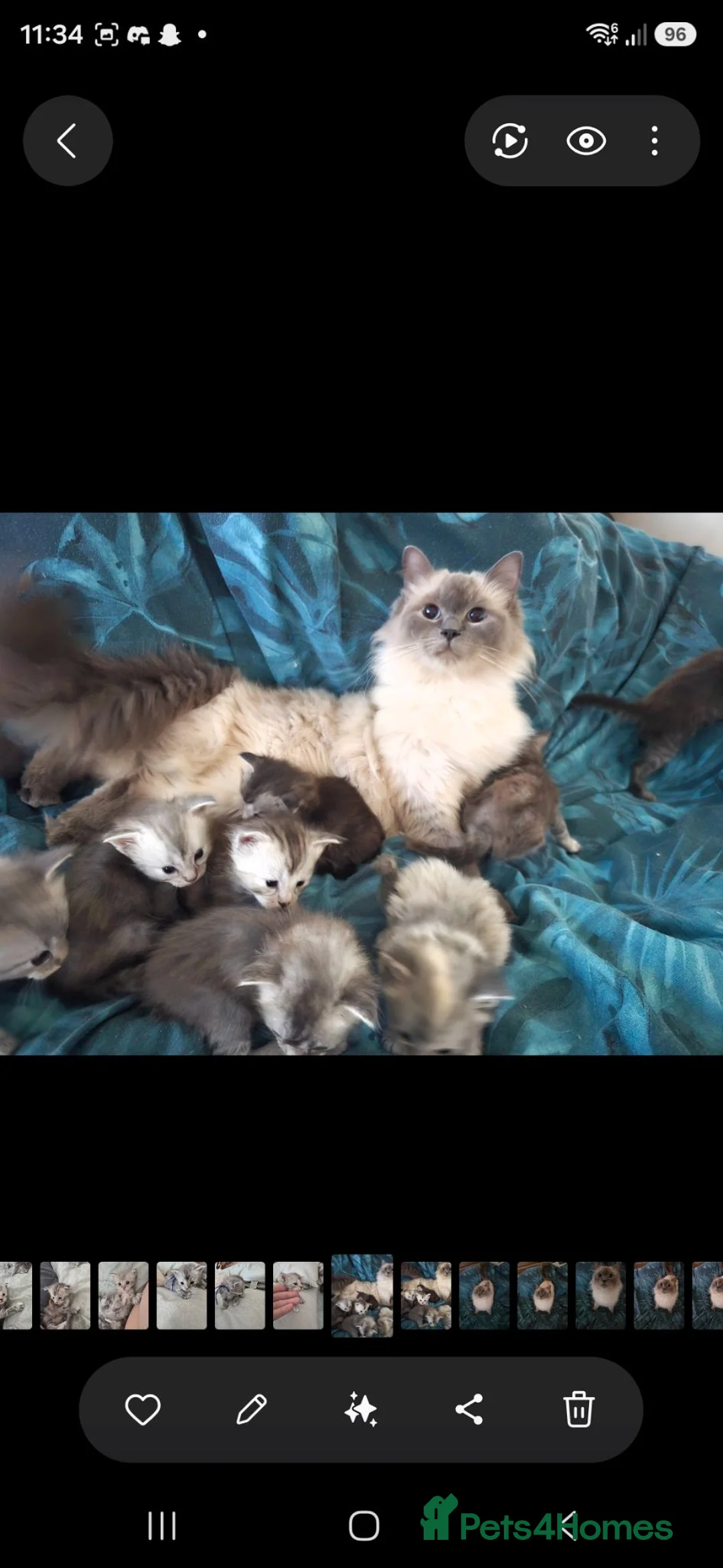 Mixed Breed cats for sale: Ragdoll cross maincoon kittens - Advert 10