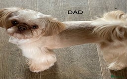 Shih Tzu dogs for sale: Shih Tzu’s Puppies Standard x Imperial  - Image 9