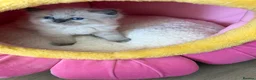 Ragdoll cats for sale: 7 Stunning Baby Ragdolls - Advert 3